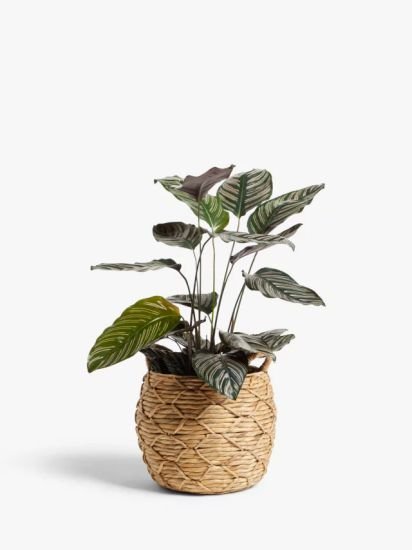 Patterned Weave Water Hyacinth Planter